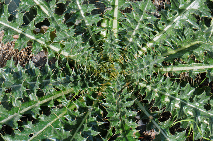 New Mexico Thistle has green or greenish-gray leaves, highly variable along stems; basal rosettes (as shown here); upper leaves oblong-elliptic to oblanceolate with wing like bracts. Spiny throughout. Cirsium neomexicanum 